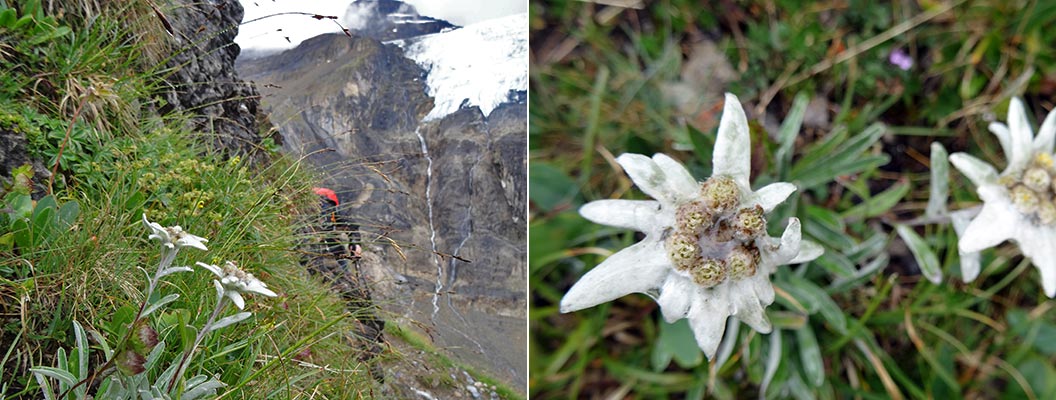 Walkers Britain | Alpine Flowers: A Mountain Walker’s Guide